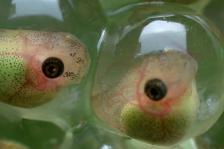 Geoff Gallice (2013). Treefrog tadpoles. Μεταφορτώθηκε στις 01/10/2013 με άδεια Creative Commons 'Αναφορά' από Fotopedia:http://goo.gl/TsnpyV